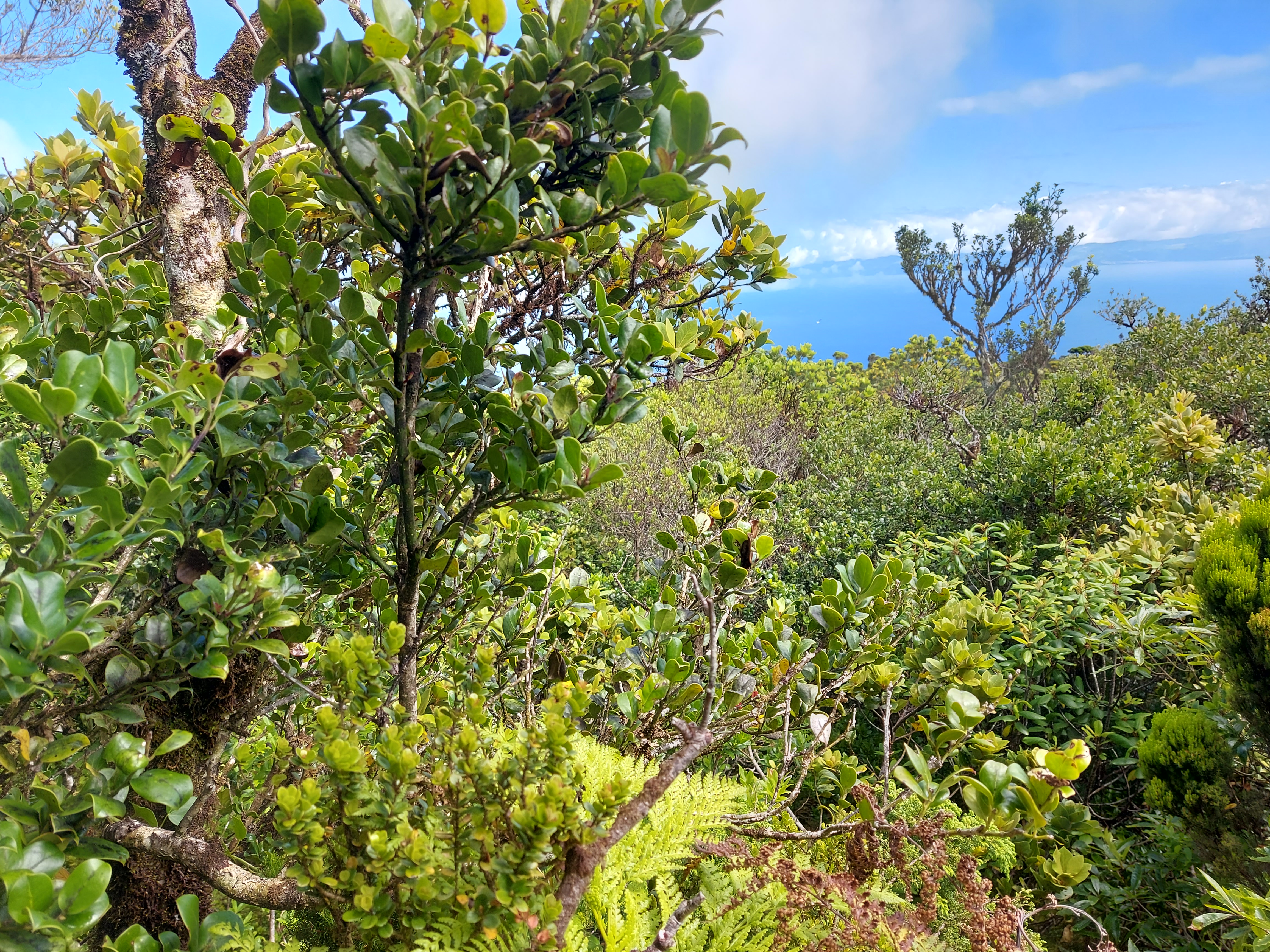 Laurel forest canopy in one of the 600 m (a.s.l.) plot (Photo Rui Elias)